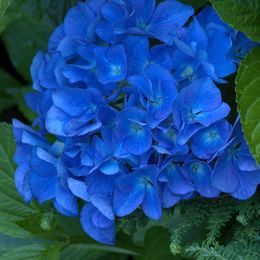 Hortensia 'Adria'